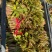 电商**:沂蒙山鲜香椿芽上市。***。头茬红油香椿。