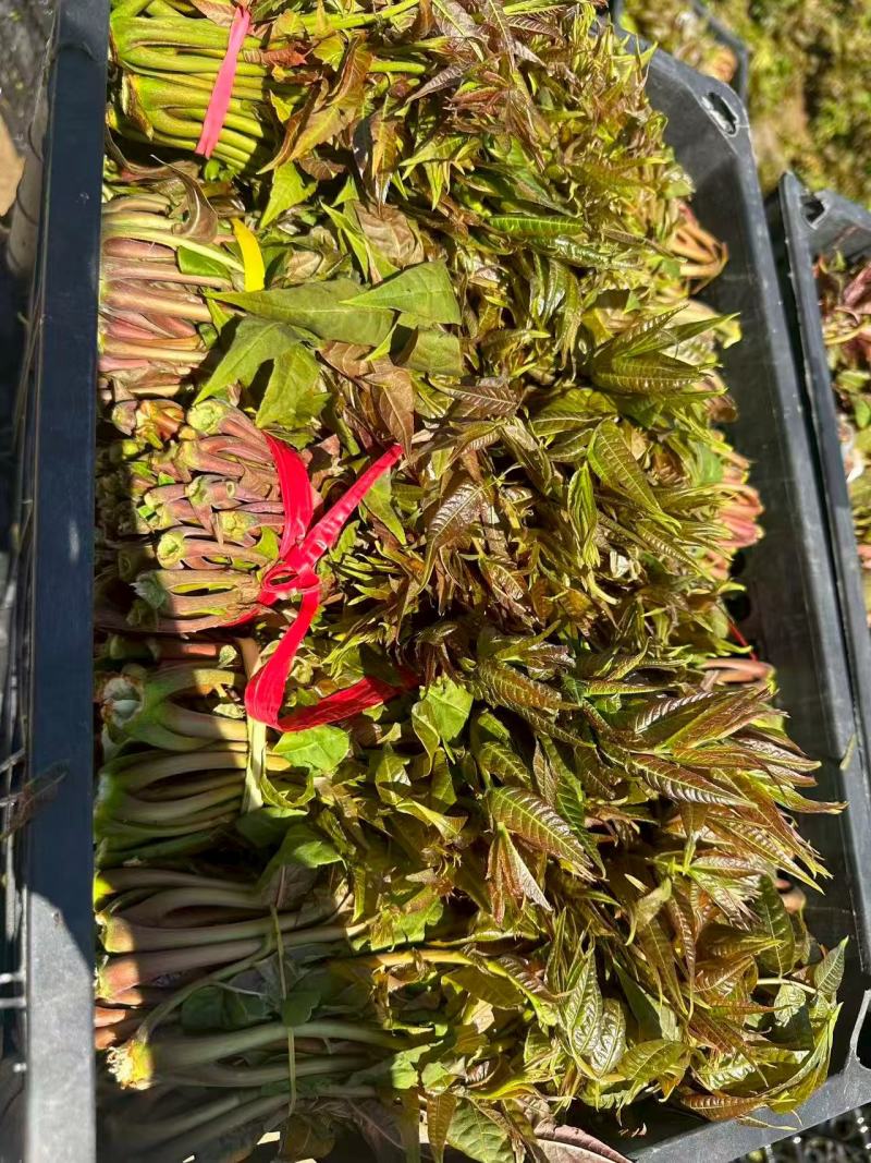 电商**:沂蒙山鲜香椿芽上市。***。头茬红油香椿。