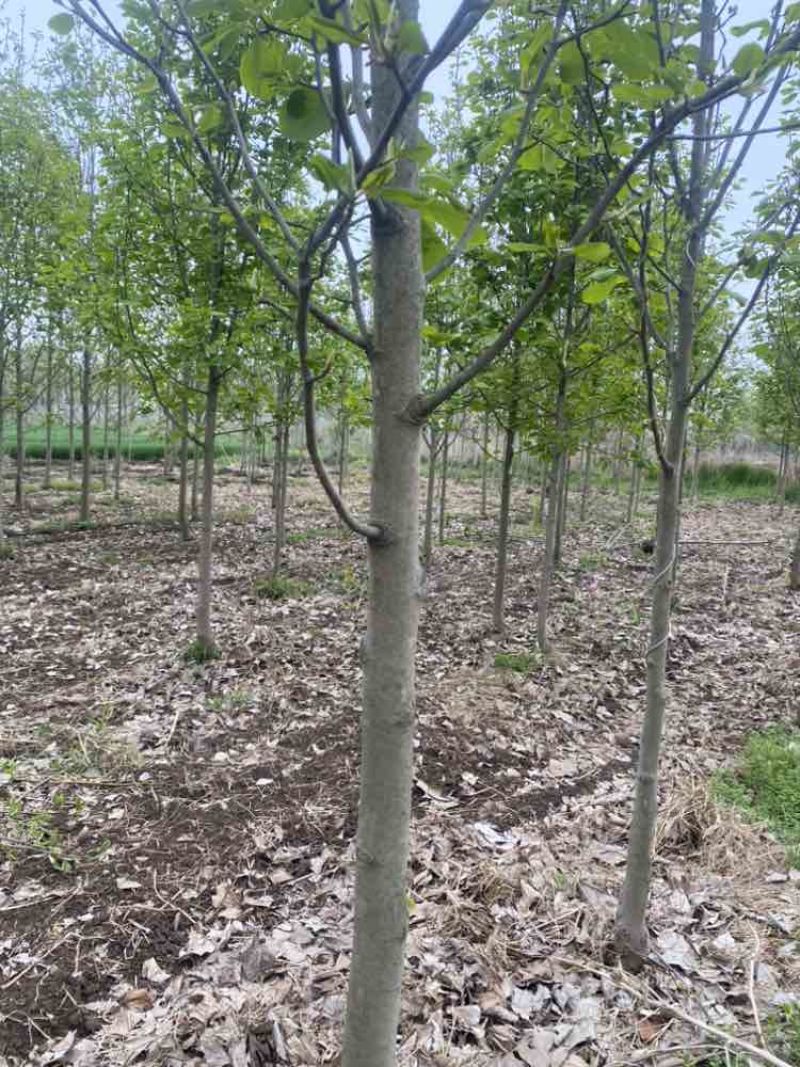 娇红玉兰78公分