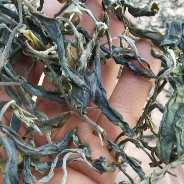 古树茶