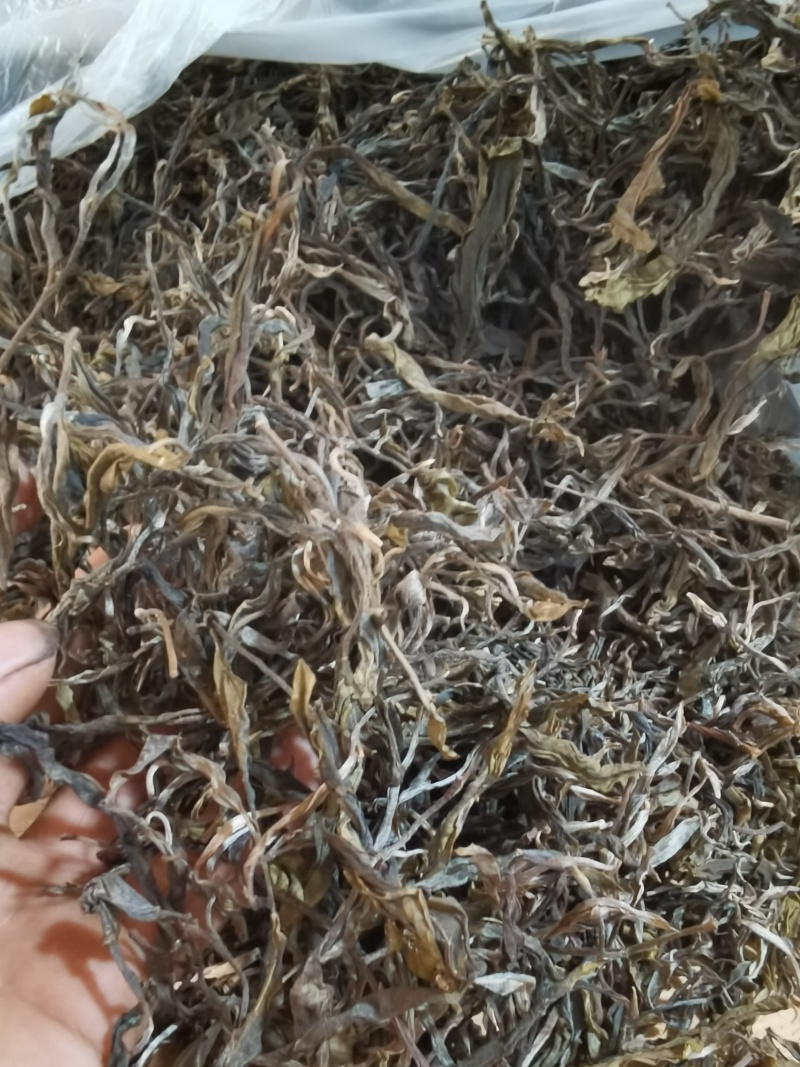 古树茶