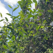 普洱茶叶干茶