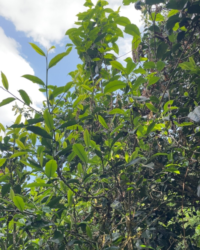 普洱茶叶干茶