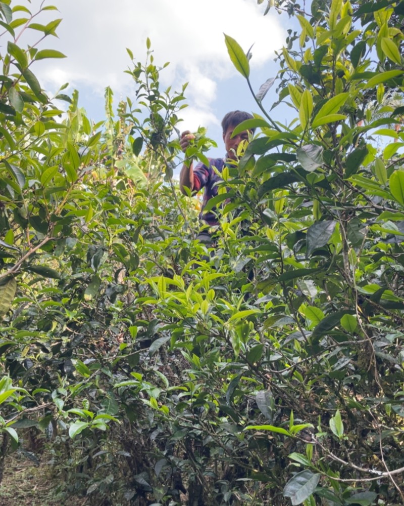 普洱茶叶干茶