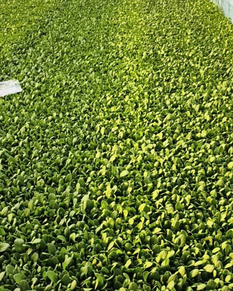 鸡毛菜
