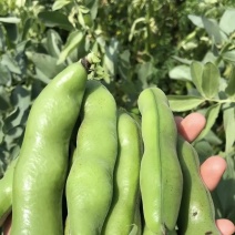 当季现摘河南新鲜带壳蚕豆鲜嫩绿心罗汉豆兰花豆胡豆农家蔬菜