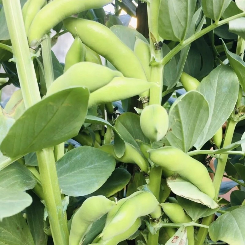 当季现摘河南新鲜带壳蚕豆鲜嫩绿心罗汉豆兰花豆胡豆农家蔬菜
