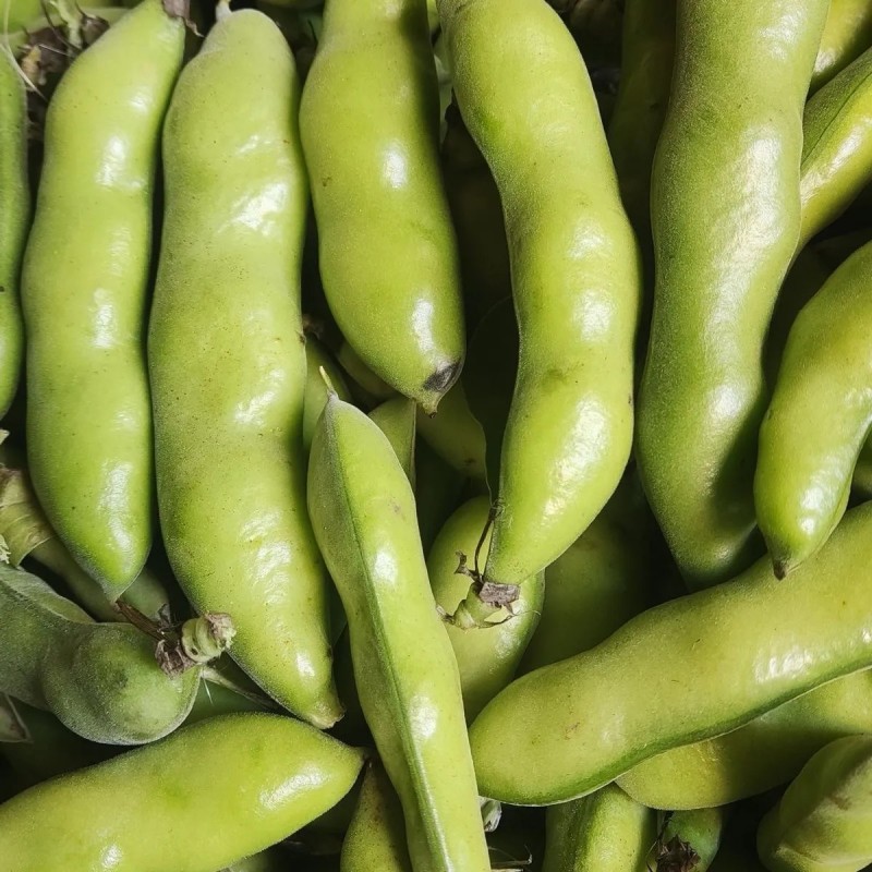 当季现摘河南新鲜带壳蚕豆鲜嫩绿心罗汉豆兰花豆胡豆农家蔬菜