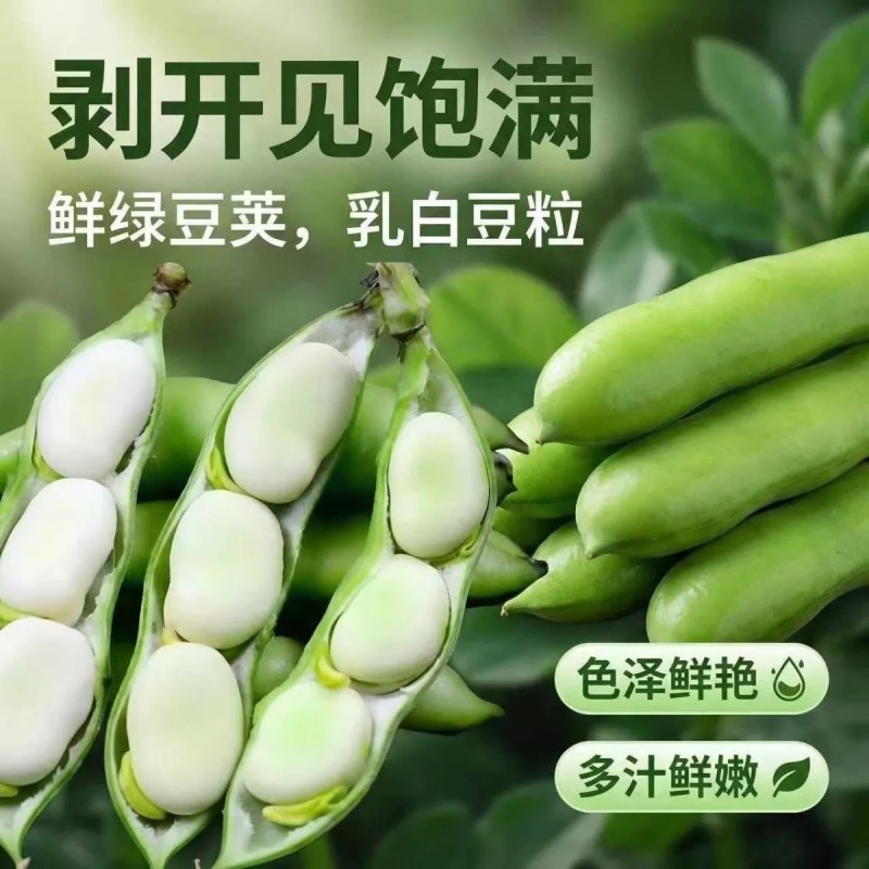 当季现摘河南新鲜带壳蚕豆鲜嫩绿心罗汉豆兰花豆胡豆农家蔬菜