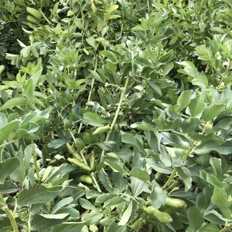 当季现摘河南新鲜带壳蚕豆鲜嫩绿心罗汉豆兰花豆胡豆农家蔬菜