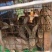肉兔4-7斤自提优先