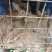 肉兔4-7斤自提优先