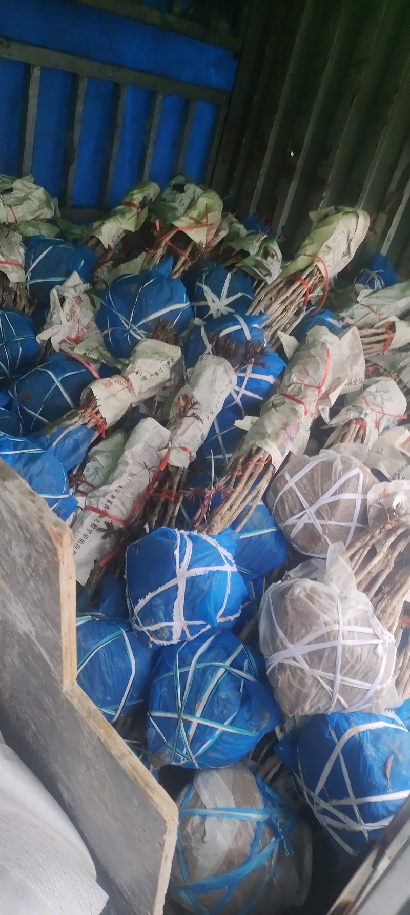 杂色牡丹，可分品种