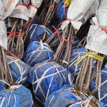 杂色牡丹，可分品种