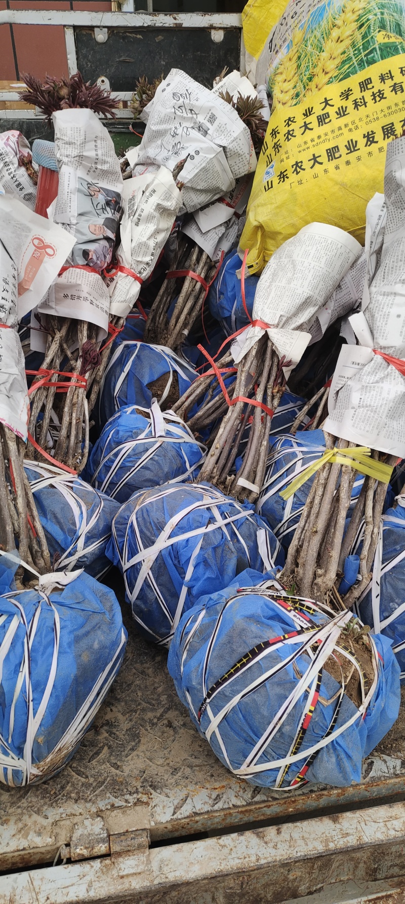 杂色牡丹，可分品种