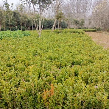 黄杨，红花继木，金森女贞