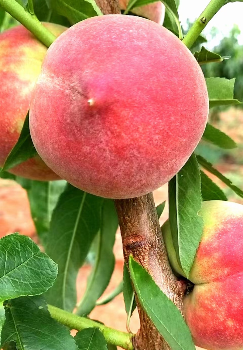 我想卖五月脆桃