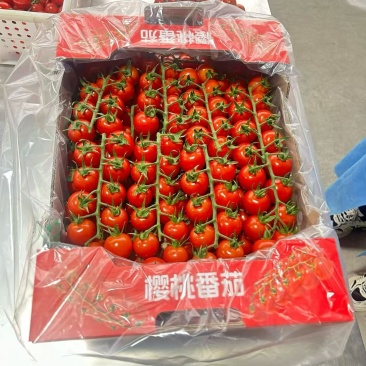 圣女果，青田，千禧，贝贝，靓贝，迷恋，橙香，串红，等
