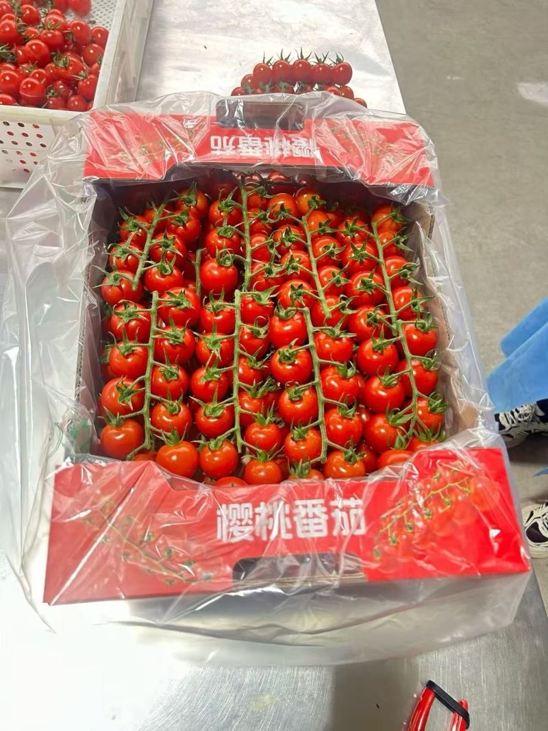 圣女果，青田，千禧，贝贝，靓贝，迷恋，橙香，串红，等