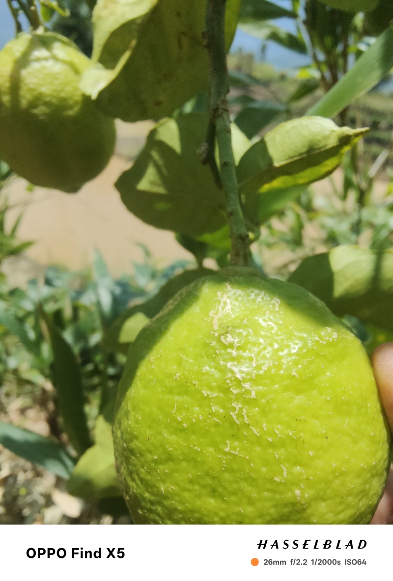柠檬种植与批发