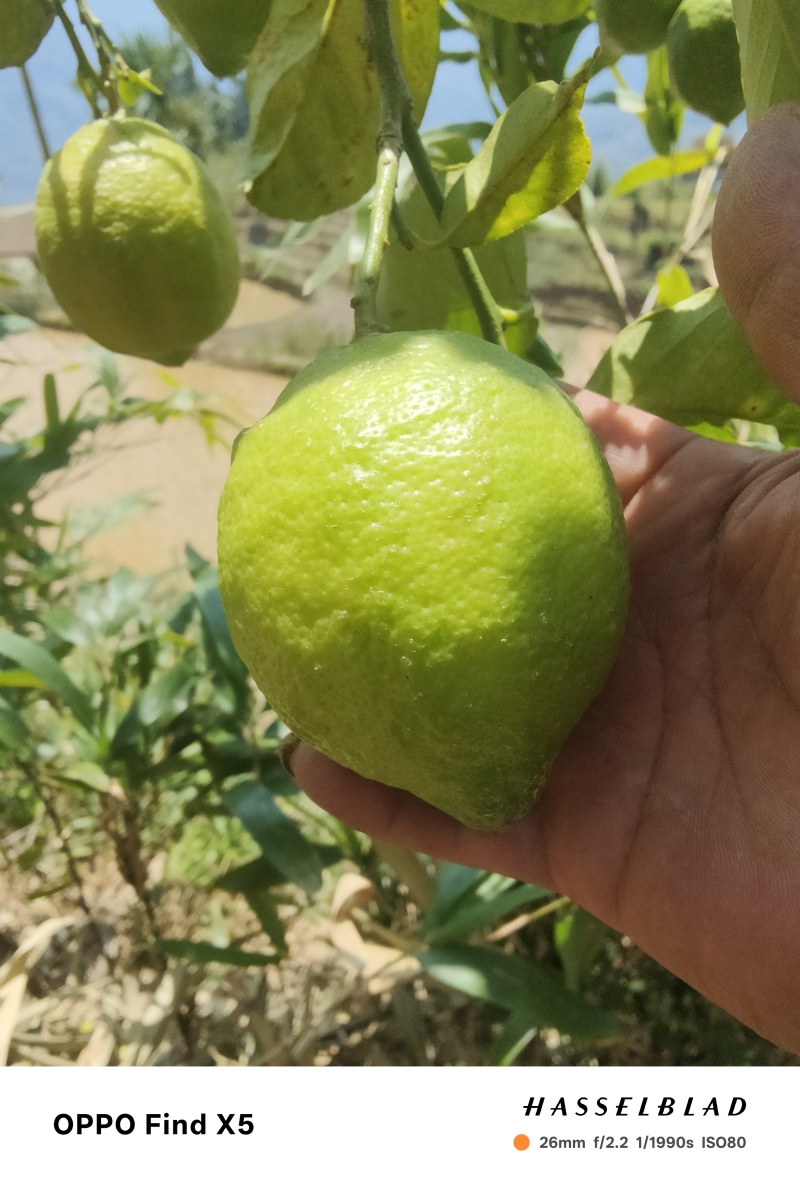 柠檬种植与批发