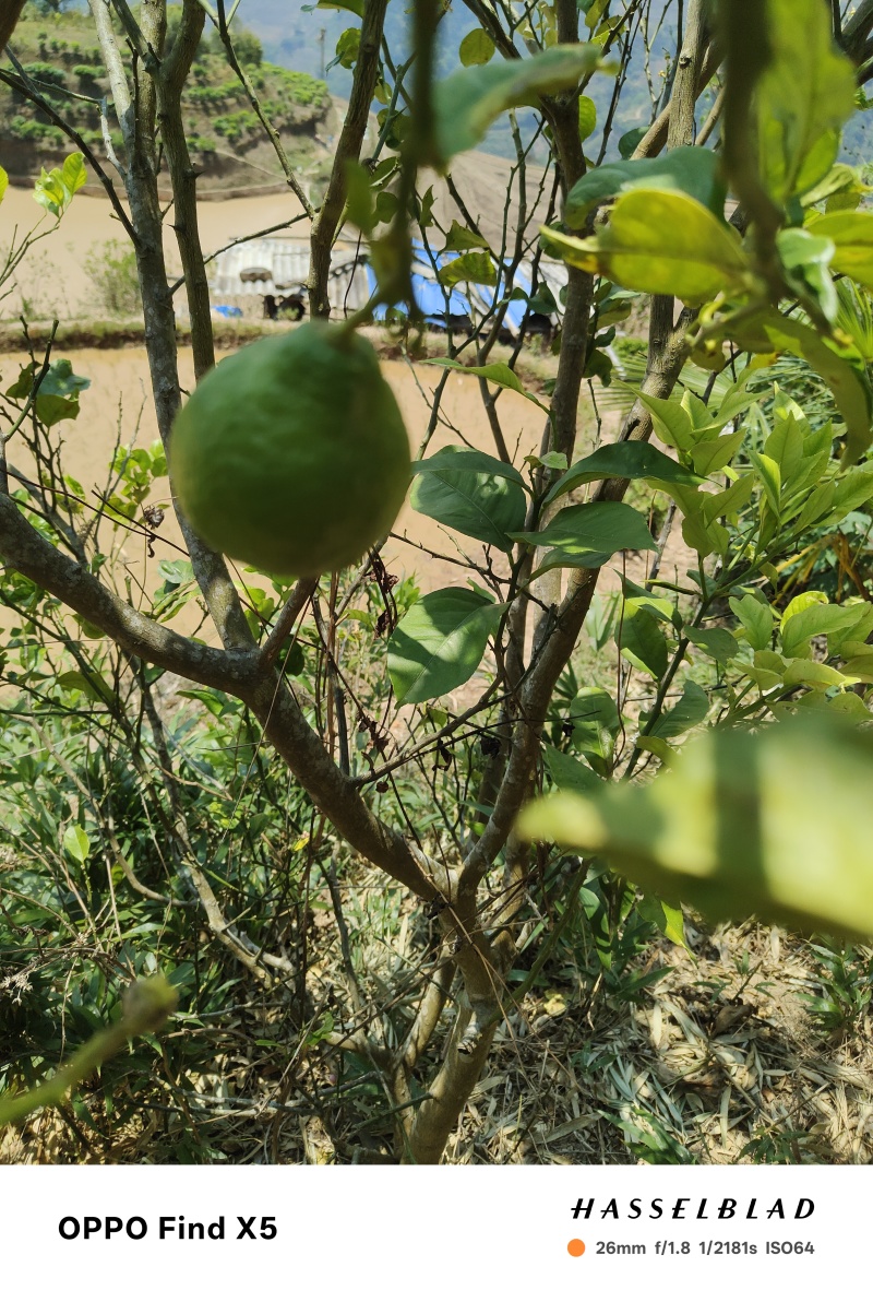 柠檬种植与批发