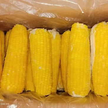 东北甜糯玉米