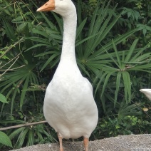 大鹅