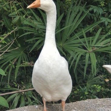 大鹅