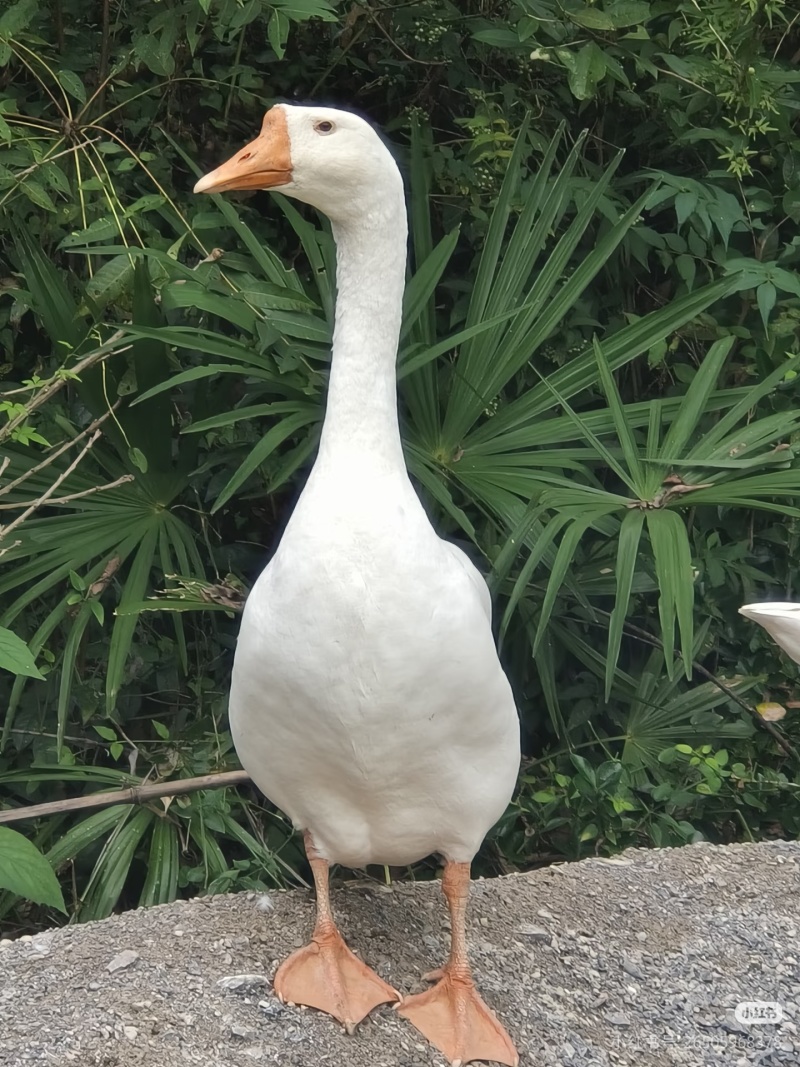 大鹅