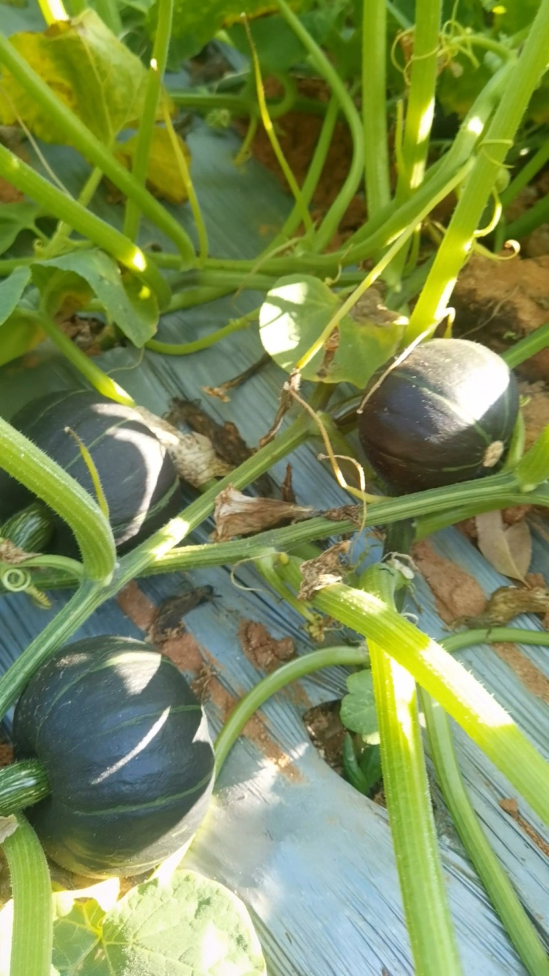 贝贝南瓜