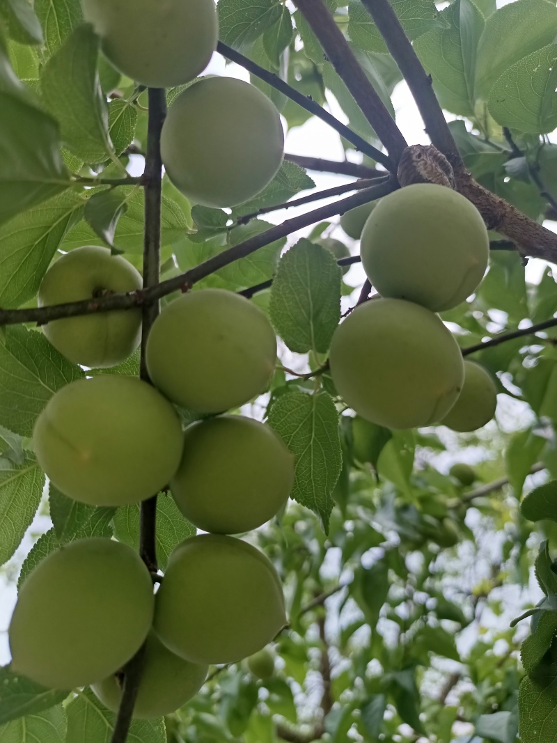 永泰青梅