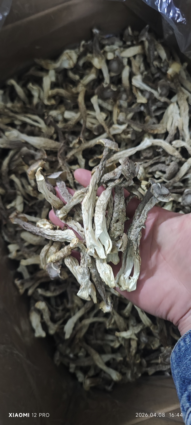 鹿茸菇整件，一件180，不包运费，可以视频看货，