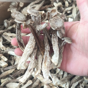 鹿茸菇整件，一件180，不包运费，可以视频看货，