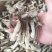 鹿茸菇整件，一件180，不包运费，可以视频看货，
