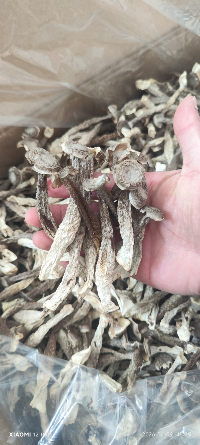 鹿茸菇整件，一件180，不包运费，可以视频看货，