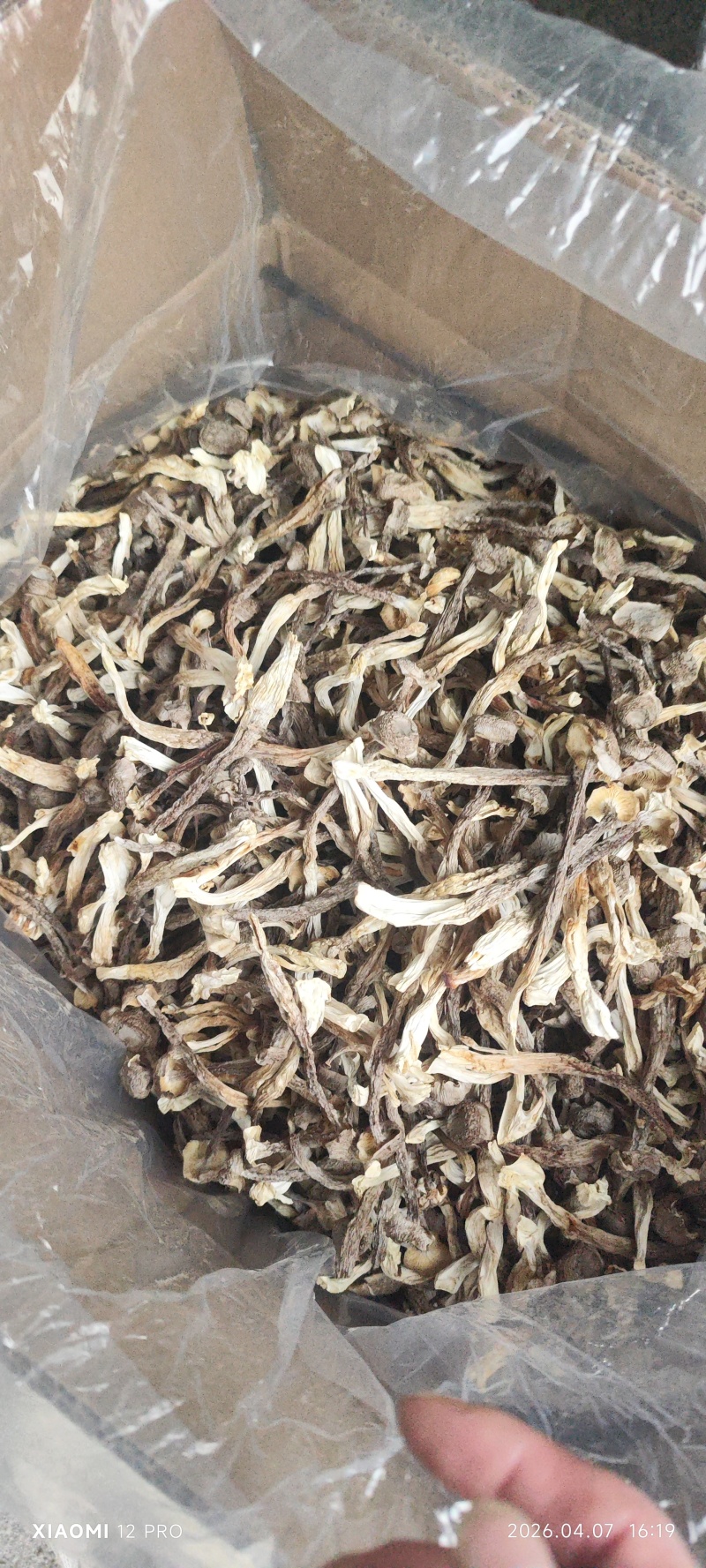 鹿茸菇整件，一件180，不包运费，可以视频看货，