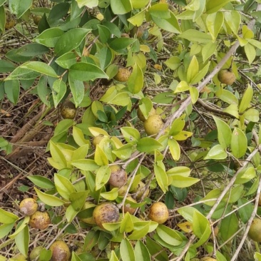 山茶油