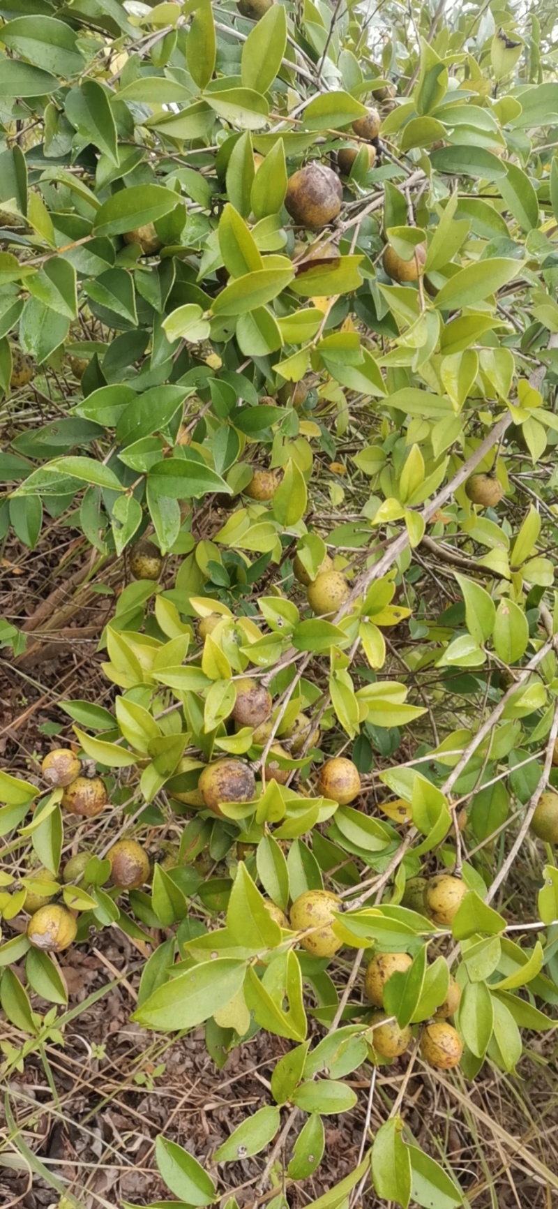 山茶油