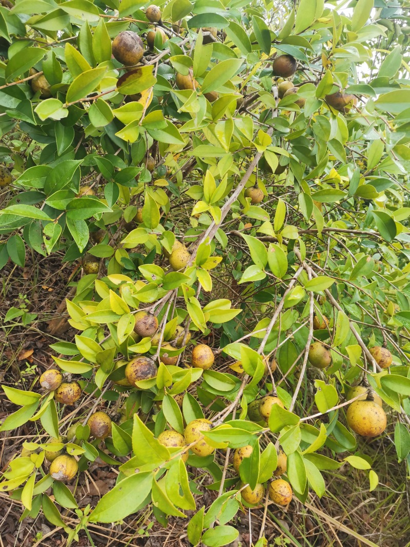 山茶油
