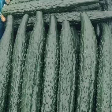 密刺黄瓜精品密刺嫁接黑油亮绿油亮