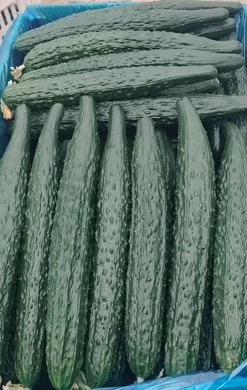 密刺黄瓜精品密刺嫁接黑油亮绿油亮