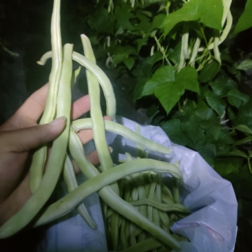 油豆，白豆