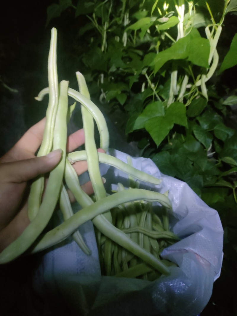 油豆，白豆