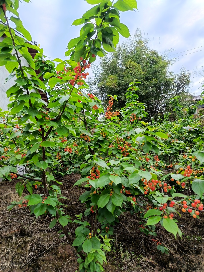 樱桃