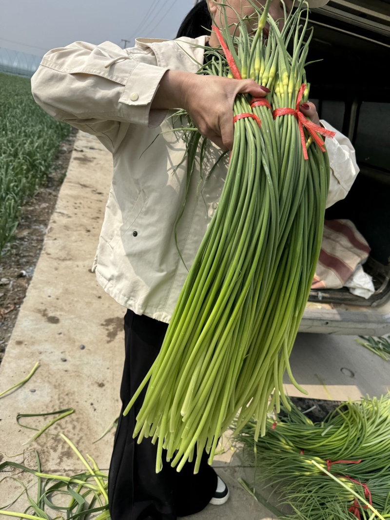 苍山蒜苔