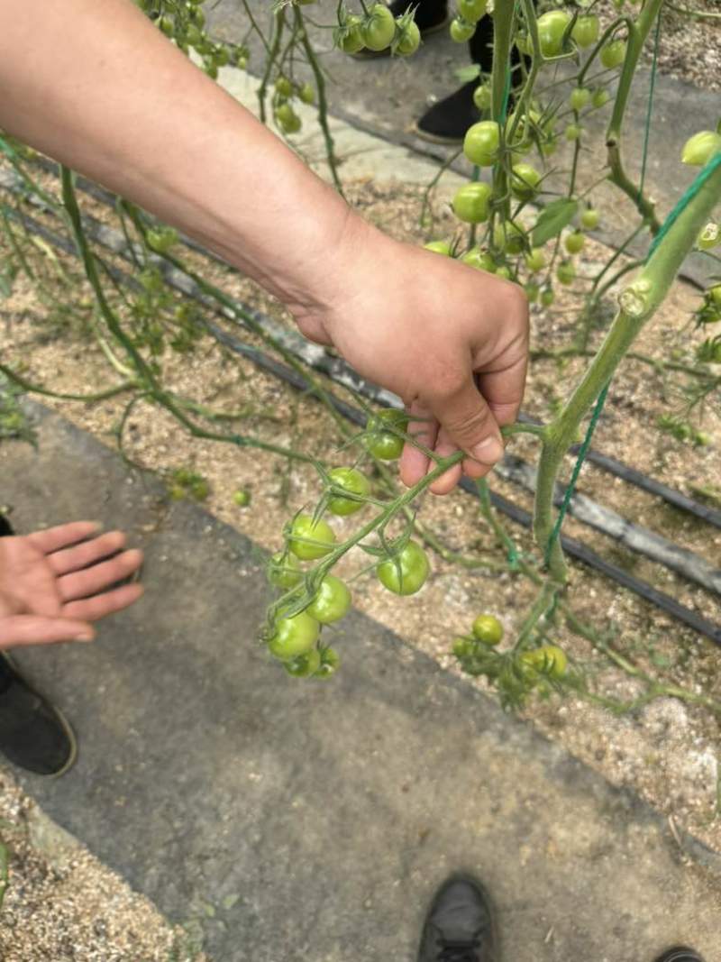 清甜2号圣女果