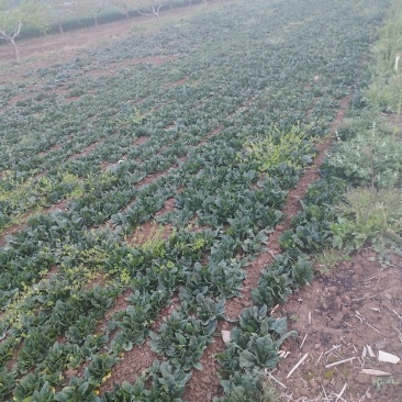 河南商丘趴地波菜
