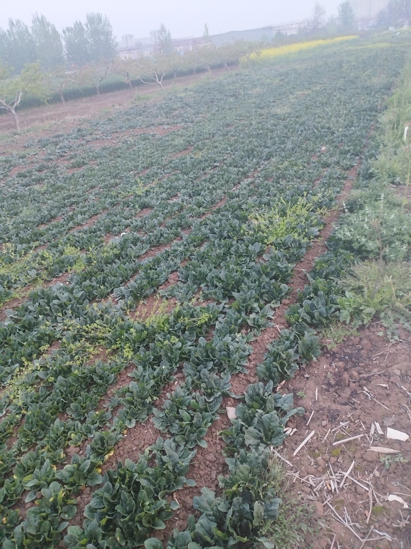 河南商丘趴地波菜
