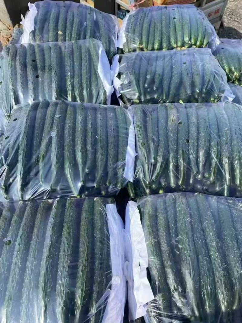 密刺黄瓜，大量现货，一手货源。可地头装车